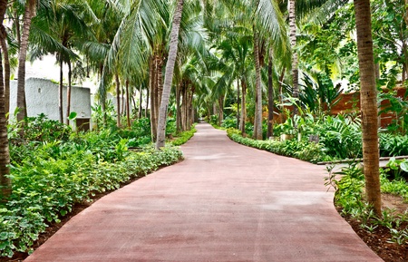 walkway in a tropical gardenの写真素材