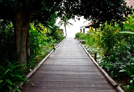 walkway in a tropical gardenの写真素材