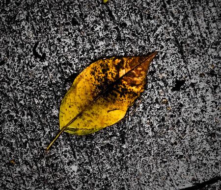 dry leaf on concrete floorの写真素材