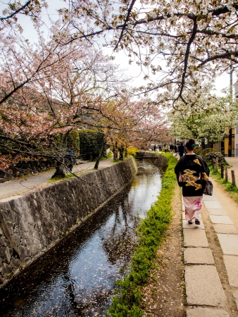 Sakura at Philosopher s path in Kyoto, Japanのeditorial素材
