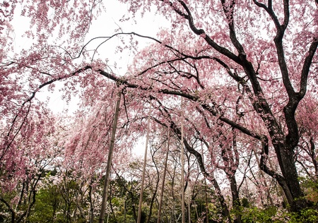 pink Sakura blossom in a Japanese gardenの写真素材