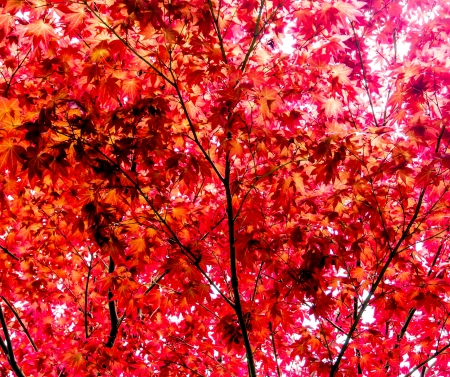 background of red maple leaves