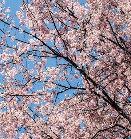 background of Sakura blossom in Japanの写真素材