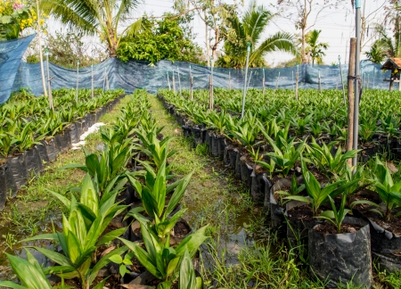 oil palm nursery in Thailandの写真素材