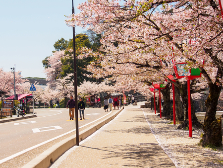 beautiful Sakura blossom in Hikone, Japanのeditorial素材