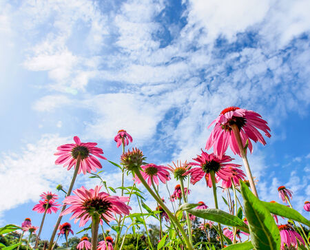 beautiful flower in a garden with blue skyの写真素材