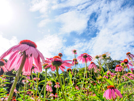 beautiful flower in a garden with blue skyの写真素材