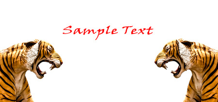 isolated twin tigers image on white backgroundの写真素材