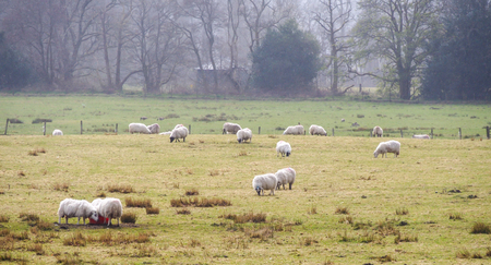 sheep farm in Scotland, UKの写真素材