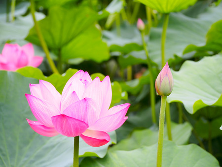 beautiful lotus at Ueno park, Tokyo, Japanの写真素材