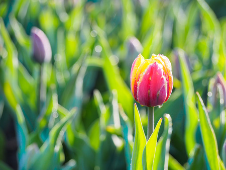 beautiful tulip garden in Keukenhof, Netherlandsの写真素材