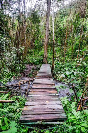 wooden bridge in forestの写真素材