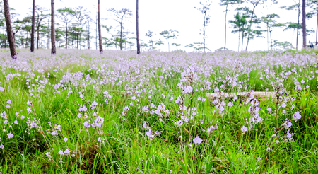 beautiful meadow in Pho Soi Dow national park, Thailandの写真素材
