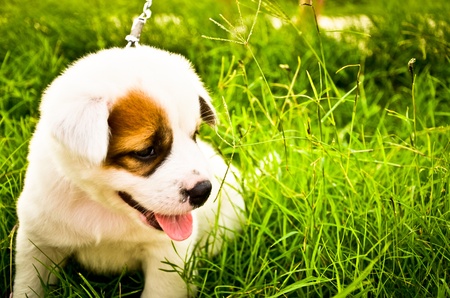 Little dog in the gardenの写真素材