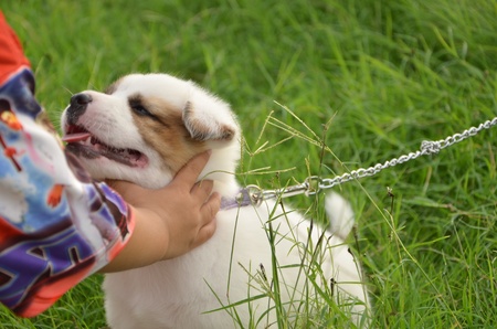 Play with white puppy