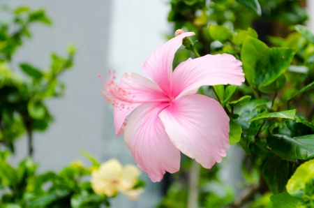 ping flowerの写真素材