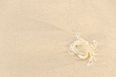 Dead crab on the beachの写真素材
