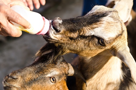 Feeding little goat in Hua Hin floating Market, Thailandの写真素材