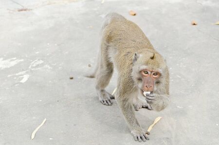 Walking Monkeyの写真素材