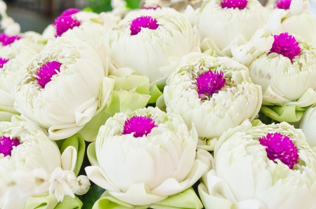 White lotus and Pink Glob-Amaranth Comoran flower background