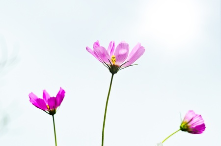 Pink beautiful cosmos flower with white backgroundの写真素材