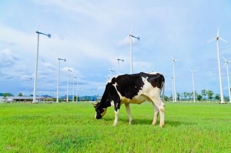 Cow eating grass in the farm with windmillの写真素材