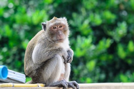 Monkey with green background, Hua Hin
