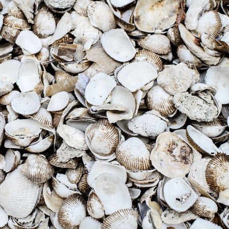 Old shell and dirty backgroundの写真素材
