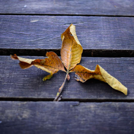 Dry leaf on wooden floorの写真素材