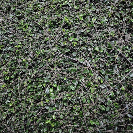 green leaf wall background 