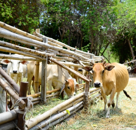 Cow in the farmの写真素材