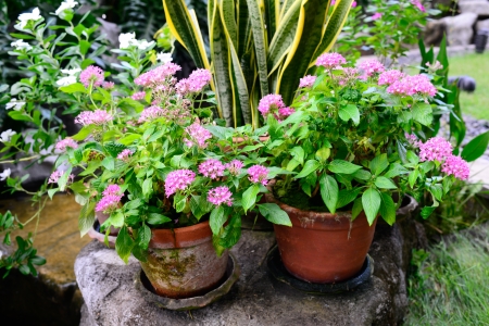 Flower pots in small gardenの写真素材