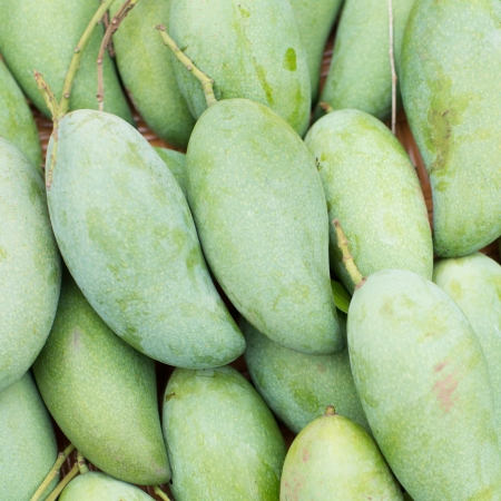 Mango fruit , thailandの写真素材