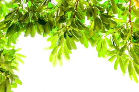 Green leafs isolated one white