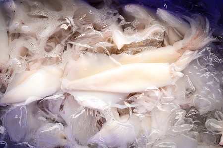Fresh raw squid in purple ice boxの写真素材