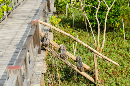 Wood path way among the Mangrove forest, Thailandの写真素材