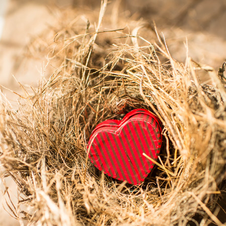 Red heart box in bird's nest, valentine concept.の写真素材