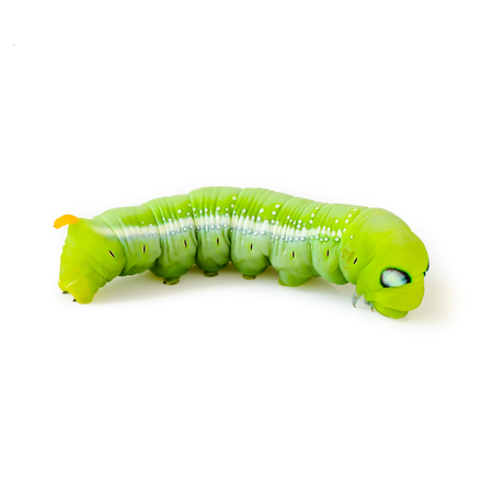 green caterpillar isolated on white の写真素材