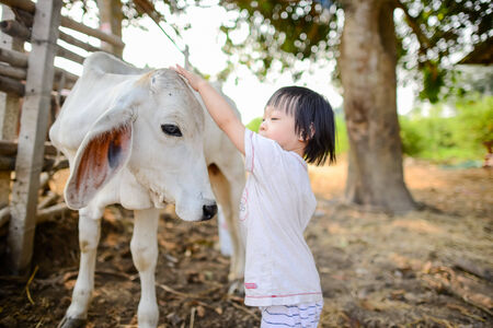 Smal Asian girl and cow.の写真素材