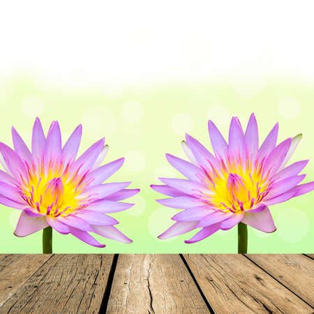 spring pink lotus with green bokeh and sunlight and wood floorの写真素材