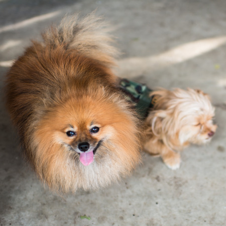 portrait Pomeranian dog on a background wooden wallの写真素材