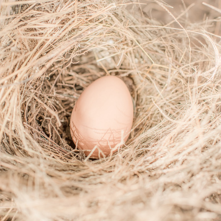 Egg in bird nest, natural light.の写真素材
