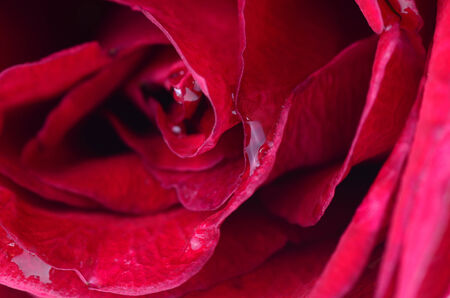 close up macro shot of a red roseの写真素材