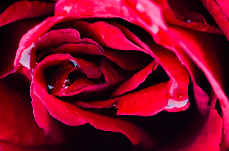 close up macro shot of a red roseの写真素材