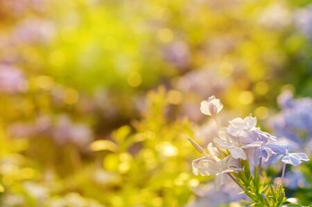 Purple flowers, beautiful natural background, springの写真素材