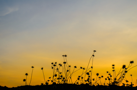 grass silhouettes, grass silhouettes background with sun set.の写真素材