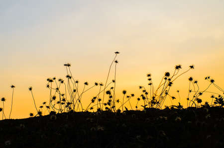 grass silhouettes, grass silhouettes background with sun set.の写真素材