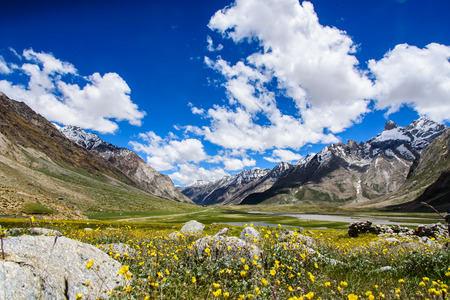 Beautiful yellow flower field with blue sky and cloud, Kashmir, India.