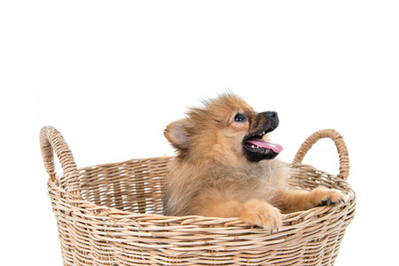 pomeranian dog stading in basket isolated backgroundの写真素材