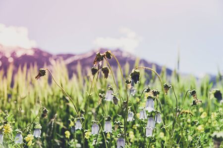 Flower field with Himalayan Mountain, India